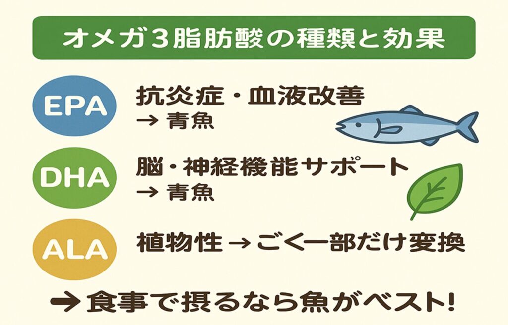 オメガ3脂肪酸の種類と働きを図解した画像。EPAは抗炎症・血液改善に効果があり青魚に多く含まれる。DHAは脳や神経機能をサポートし、こちらも青魚が主な摂取源。ALAは植物性オメガ3であり、体内でEPAやDHAにごく一部のみ変換される。食事で摂るなら魚がベストと強調されている。