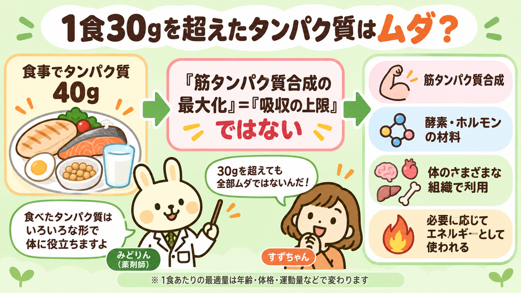1食で30gを超えるタンパク質も無駄になるわけではなく、筋タンパク質合成や酵素・ホルモン、体の組織、エネルギーなどに利用されることを示した図